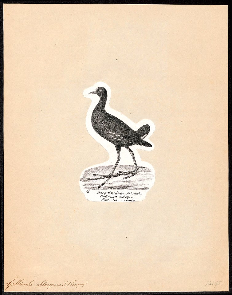 Gallinula chloropus - 1809-1845 - Print - Iconographia Zoologica - Special Collections University of Amsterdam - UBA01 IZ17500203