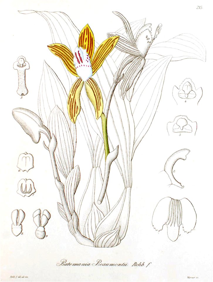 Galeottia ciliata (as Batemannia beaumontii) - Xenia 3-215 (1881)