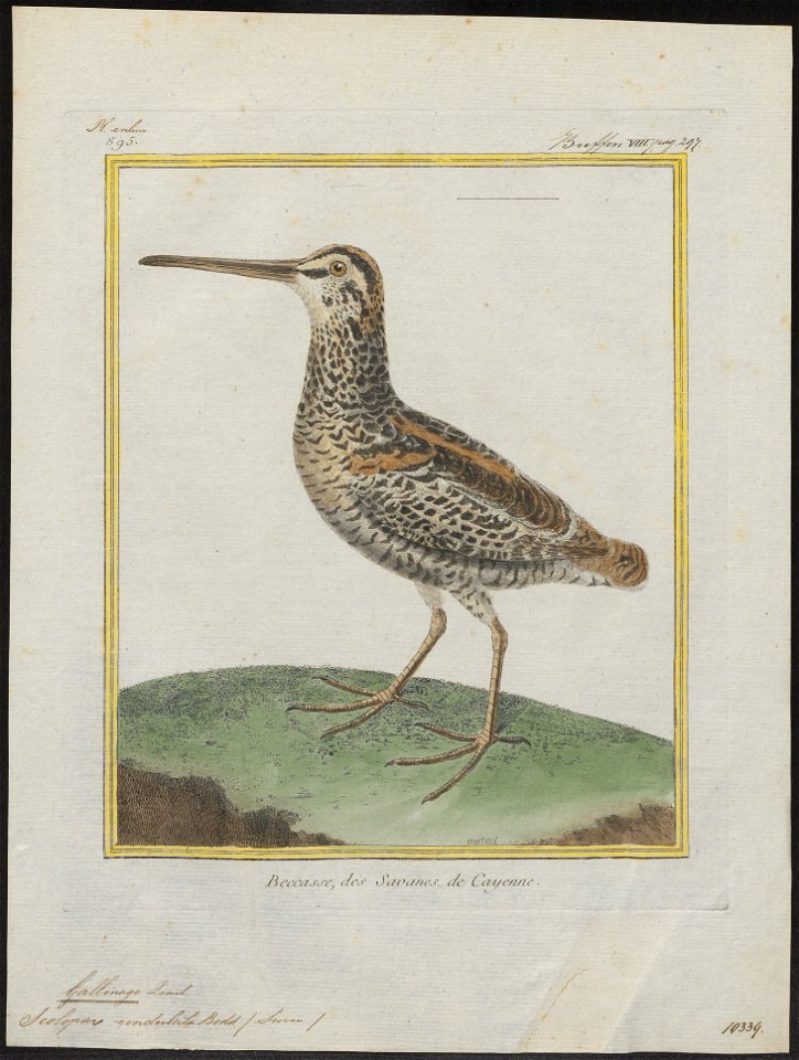 Gallinago undulata - 1700-1880 - Print - Iconographia Zoologica - Special Collections University of Amsterdam - UBA01 IZ17400307