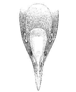 Gallinula galeata sandvicensis 1877