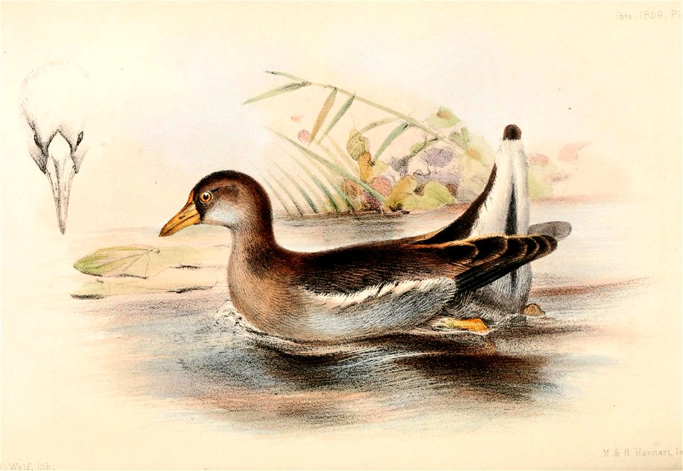 Gallinula angulata 1859
