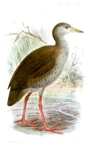 GallinulaCoccineipesKeulemans