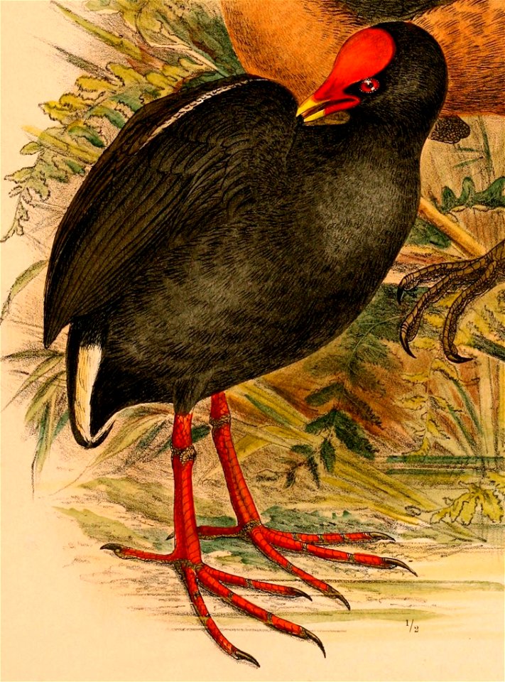 Gallinula tenebrosa frontata 1898