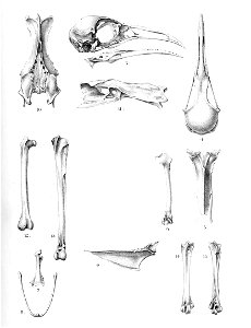 Gallirallus dieffenbachii 1896