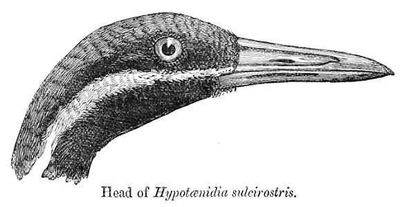 Gallirallus torquatus head 1880. Free illustration for personal and commercial use.