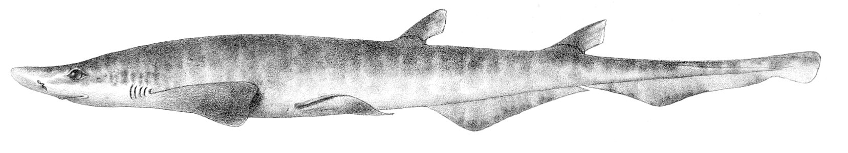 Galeus atlanticus1