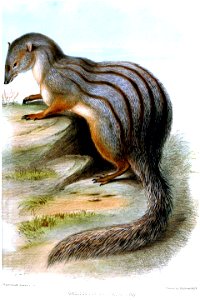 GalidictisVittataHakwins 2