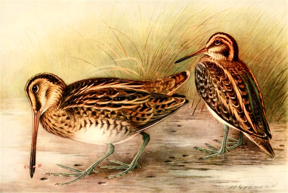 Gallinago gallinago & Lymnocryptes minimus 1921