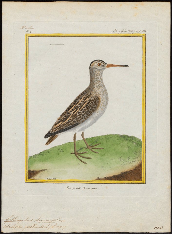 Gallinago gallinula - 1700-1880 - Print - Iconographia Zoologica - Special Collections University of Amsterdam - UBA01 IZ17400313