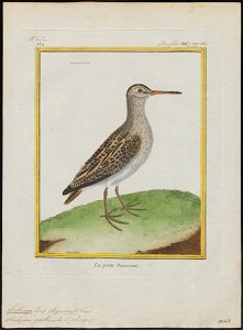 Gallinago gallinula - 1700-1880 - Print - Iconographia Zoologica - Special Collections University of Amsterdam - UBA01 IZ17400313