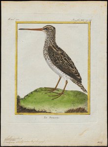 Gallinago scolopacina - 1700-1880 - Print - Iconographia Zoologica - Special Collections University of Amsterdam - UBA01 IZ17400291
