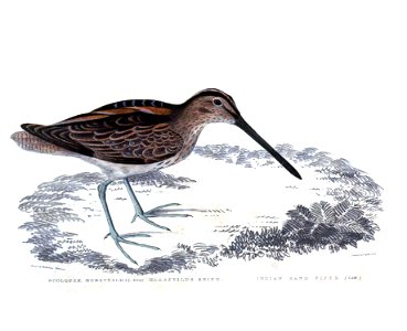 Gallinago stenura & Philomachus pugnax Hardwicke (cropped)