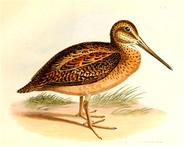 Gallinago stricklandii Hullmandel