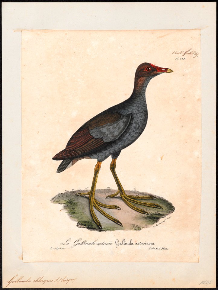 Gallinula chloropus - 1825-1834 - Print - Iconographia Zoologica - Special Collections University of Amsterdam - UBA01 IZ17500195