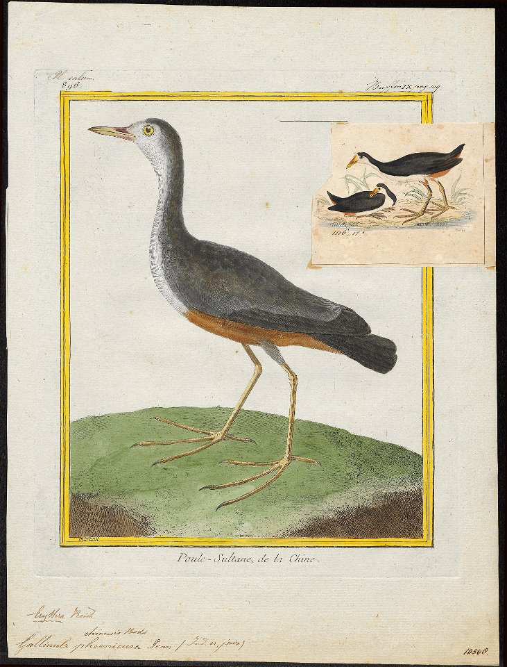Gallinula phoenicura - 1700-1880 - Print - Iconographia Zoologica - Special Collections University of Amsterdam - UBA01 IZ17500215