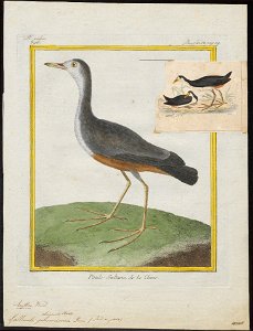 Gallinula phoenicura - 1700-1880 - Print - Iconographia Zoologica - Special Collections University of Amsterdam - UBA01 IZ17500215