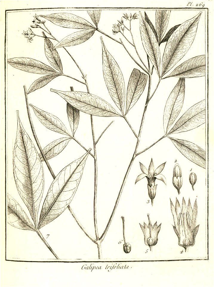 Galipea trifoliata Aublet 1775 pl 269