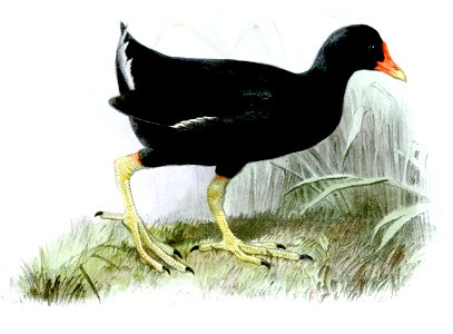 GallinulaNesiotusJury