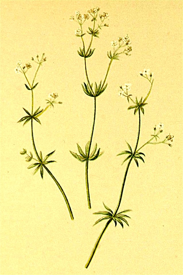 Galium austriacum Atlas Alpenflora