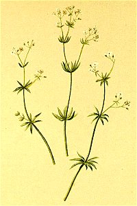 Galium austriacum Atlas Alpenflora