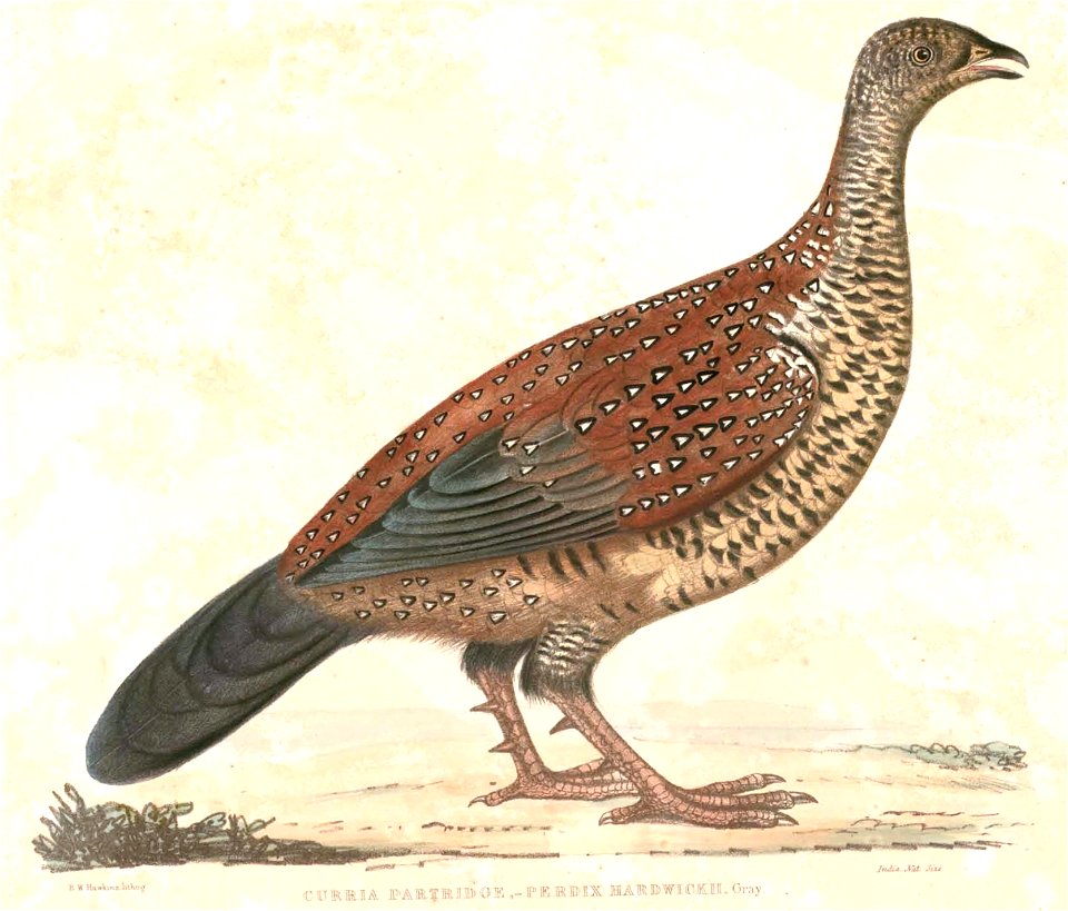 Galloperdix lunulata Hardwicke