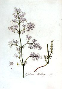 Galium Mollugo — Flora Batava — Volume v3