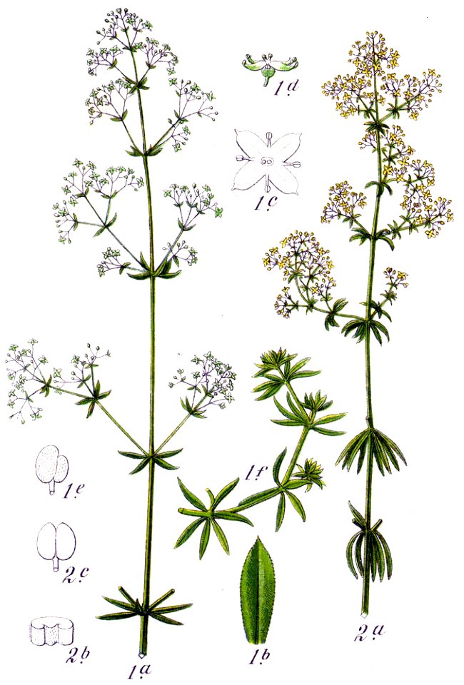 Galium spp Sturm50
