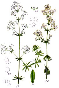 Galium spp Sturm50