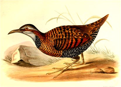 Gallirallus dieffenbachii Hullmandel