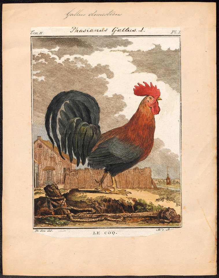 Gallus ferrugineus - 1700-1880 - Print - Iconographia Zoologica - Special Collections University of Amsterdam - UBA01 IZ17000129