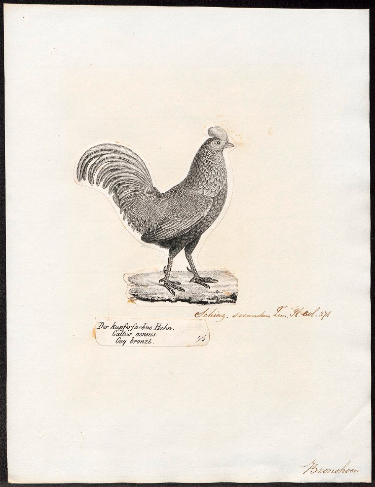 Gallus aeneus - 1809-1845 - Print - Iconographia Zoologica - Special Collections University of Amsterdam - UBA01 IZ17000145