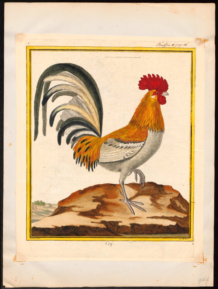 Gallus ferrugineus - 1700-1880 - Print - Iconographia Zoologica - Special Collections University of Amsterdam - UBA01 IZ17000290