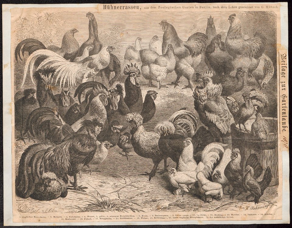 Gallus ferrugineus - 1878 - Print - Iconographia Zoologica - Special Collections University of Amsterdam - UBA01 IZ17000125