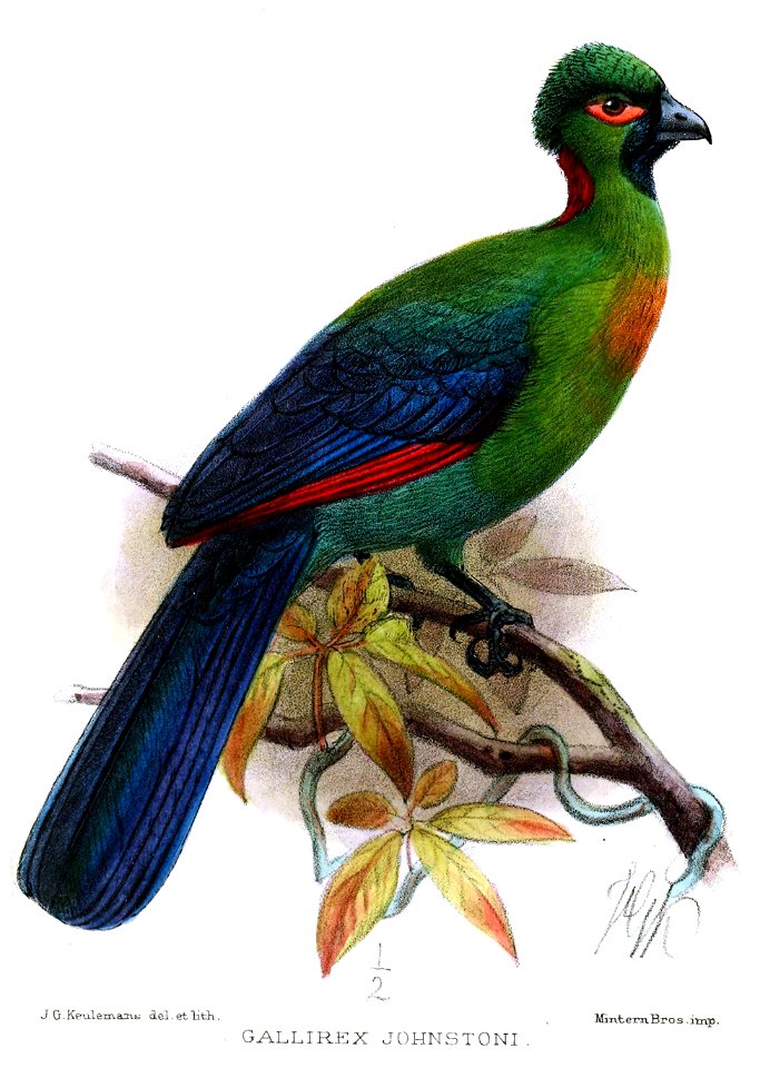 GallirexJohnstoniKeulemans