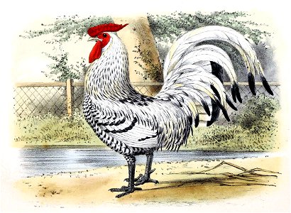 Gallus gallus domesticus - Zilverbonte Haan 1869