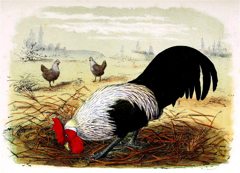 Gallus gallus domesticus 1873