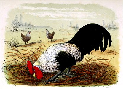 Gallus gallus domesticus 1873