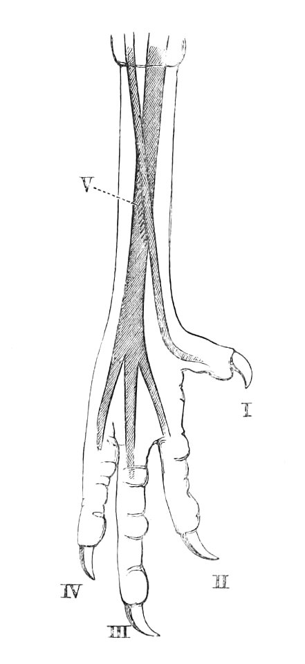 Gallus gallus foot 1881