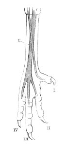 Gallus gallus foot 1881