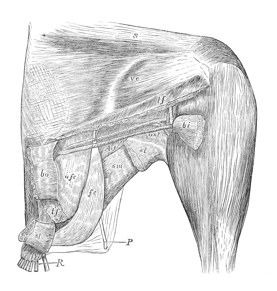 Gallus gallus thigh 1881