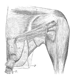 Gallus gallus thigh 1881