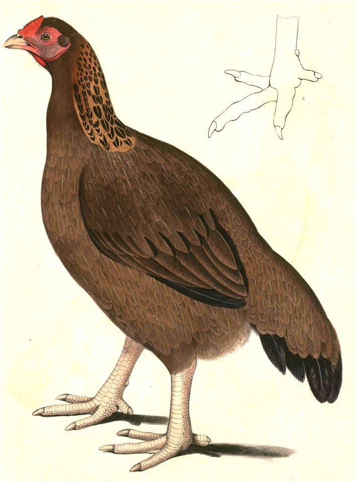 Gallus giganteus female Hardwicke