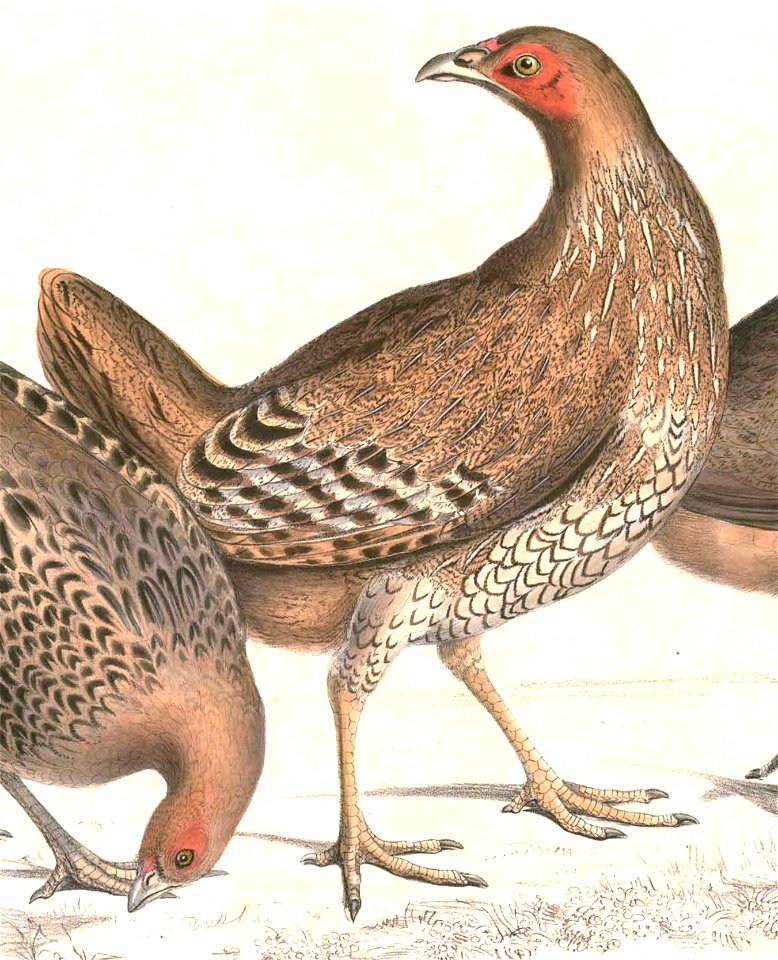 Gallus lafayetii Hardwicke