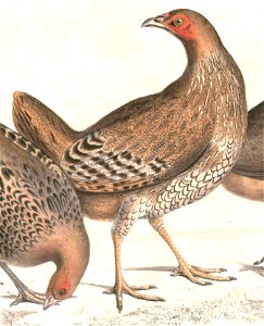 Gallus lafayetii Hardwicke