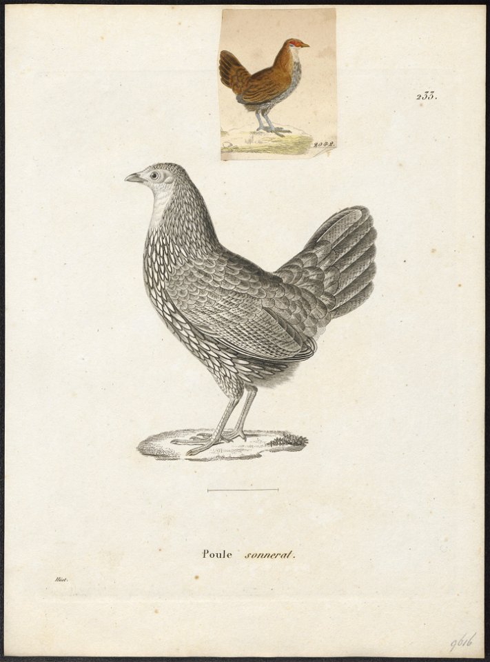 Gallus sonneratii - 1700-1880 - Print - Iconographia Zoologica - Special Collections University of Amsterdam - UBA01 IZ17000021