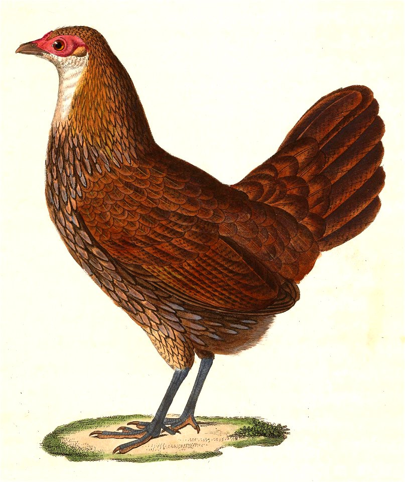 Gallus sonneratii female 1838