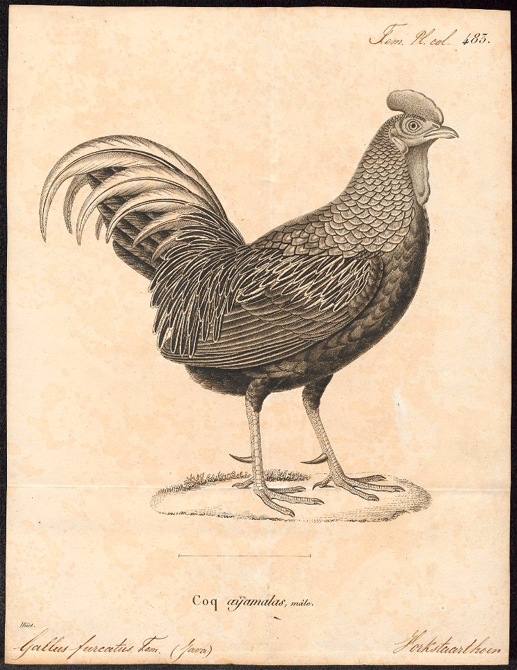 Gallus varius - 1700-1880 - Print - Iconographia Zoologica - Special Collections University of Amsterdam - UBA01 IZ17000073