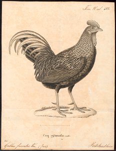 Gallus varius - 1700-1880 - Print - Iconographia Zoologica - Special Collections University of Amsterdam - UBA01 IZ17000073. Free illustration for personal and commercial use.