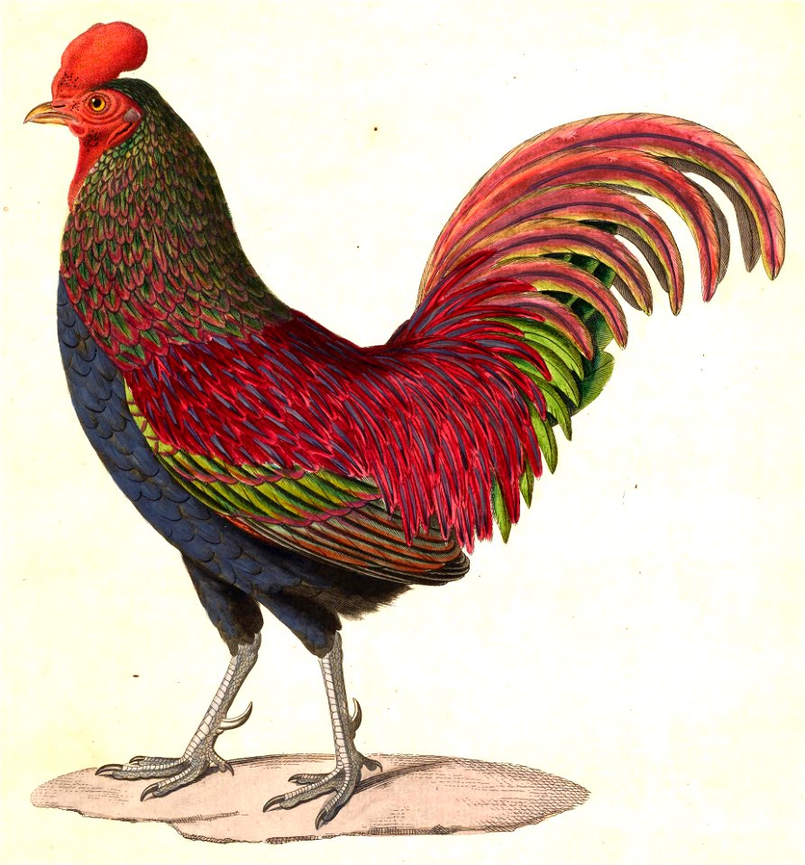 Gallus varius hybrid 1838