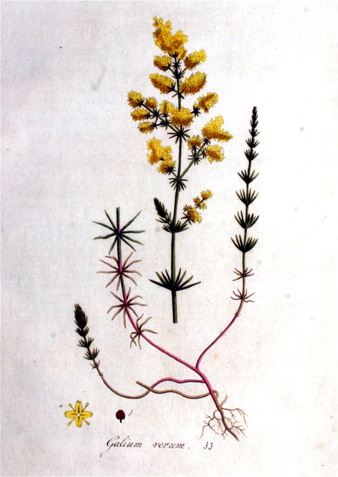 Galium verum — Flora Batava — Volume v1
